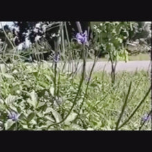 Load and play video in Gallery viewer, Blue Vervain