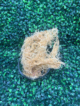Load image into Gallery viewer, Wild crafted Irish Moss