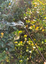 Load image into Gallery viewer, Sage incense