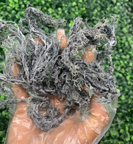 grren sea moss from st lucia, irish moss, dr sebi, immune system booster, green irish moss